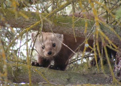 wildlife at Tatuk Lake