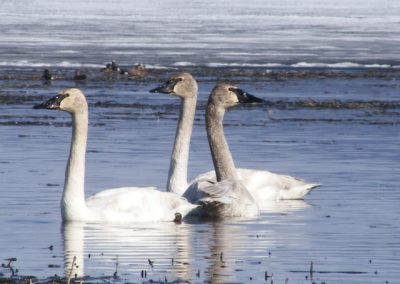 Wildlife at Tatuk Resort