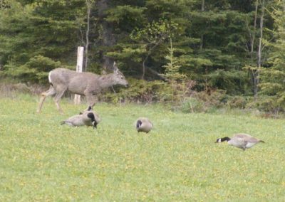 Wildlife at Tatuk Resort