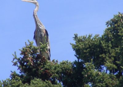 Wildlife at Tatuk Resort