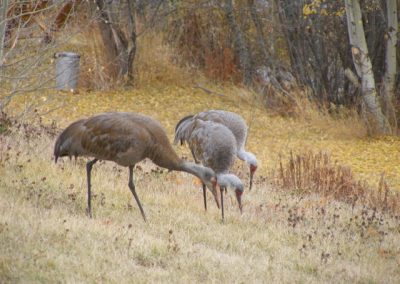 Wildlife at Tatuk Resort