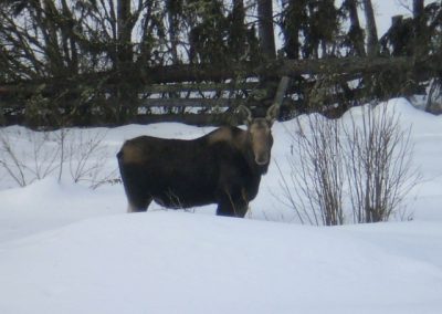 Wildlife at Tatuk Resort