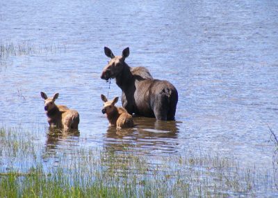 Wildlife at Tatuk Lake Resort