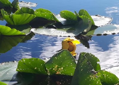 Blooming Lily Pad by the lake